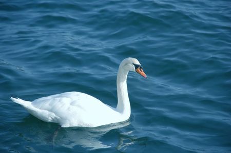 Swan Aloneの写真素材