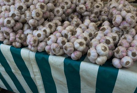 Fresh Pink Garlic Clovesの写真素材