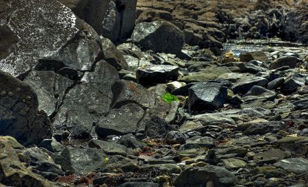 Seaweed and barnacles on rocks at low tideの写真素材