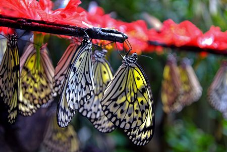 Paper Kite Butterflies hanging from a branch in Penang malaysiaの写真素材
