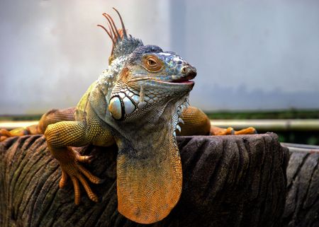 Dominant Iguana basking on bark in captivityの写真素材