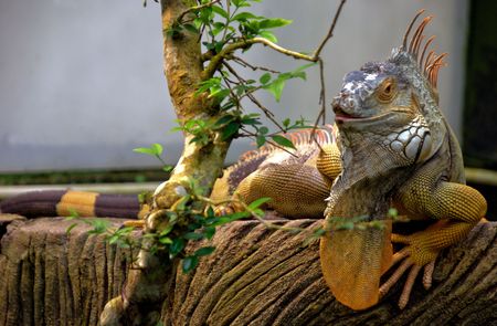 Orange Iguana ready to feed on foliage of a branchの写真素材