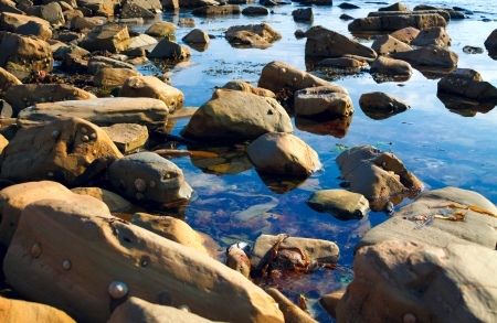 Seashore pool with barnacles and seaweedの写真素材
