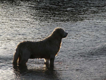 Dog in the waterの写真素材