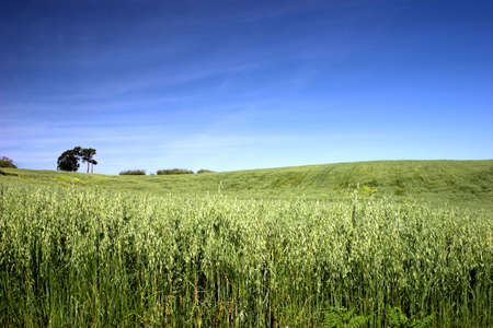 Green field