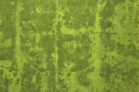 Green wall backgroundの写真素材