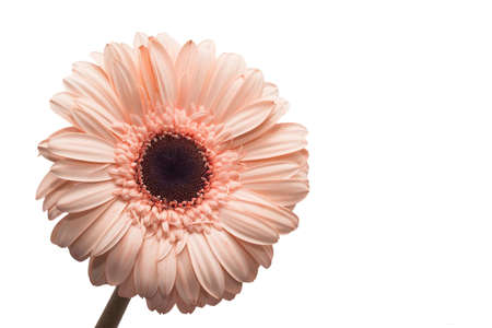 Beautiful spring flowerの写真素材