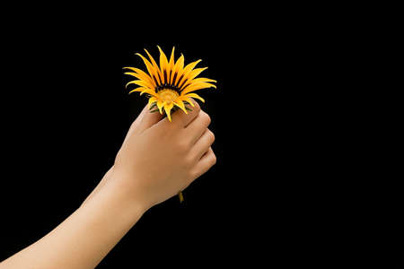 Hands holding an yellow flowerの写真素材