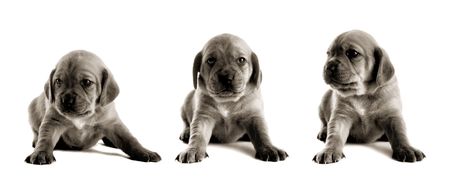 Family of puppies isolated on white background (collage made in PS with 3 pictures)の写真素材