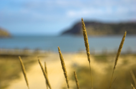 Beautiful blue bay with reeds on the first planの写真素材