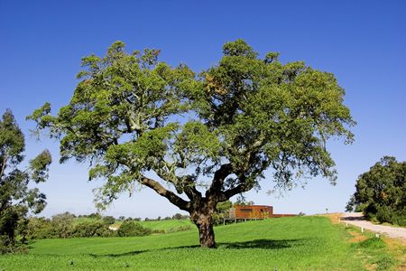 Green landscape with trees and  a beautiful blue sky の写真素材
