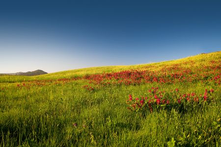 Beautiful flowery field on the spring season