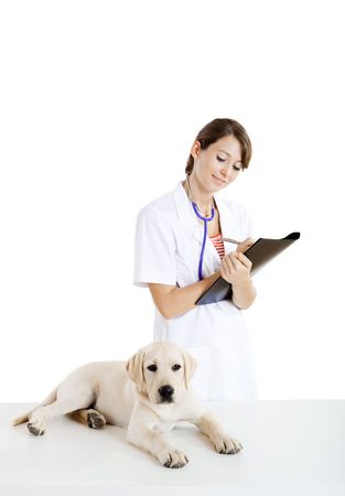 Young female veterinary taking care of a beautiful labrador dogの写真素材