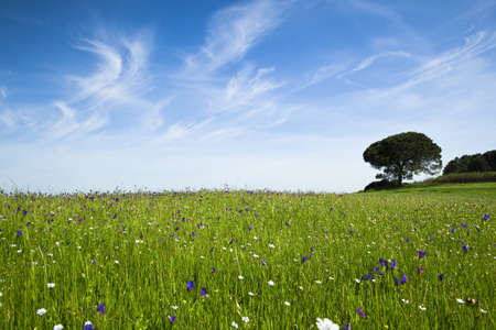 Beautiful green meadow with a great blue skyの写真素材