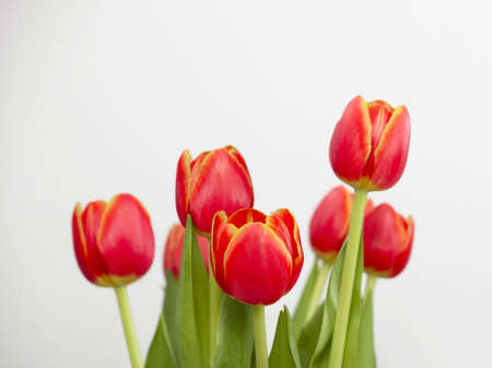 Beautiful arrangement of orange tulips isolated on white