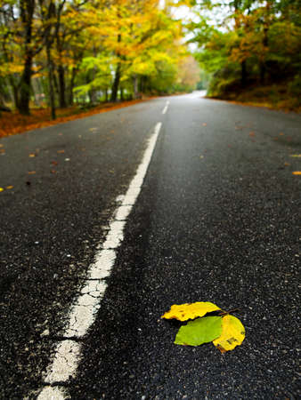 Beautiful road with some colored autumn leafsの写真素材