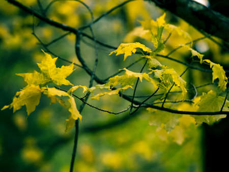 Beautiful autumn picture of a branch of colored leafsの写真素材
