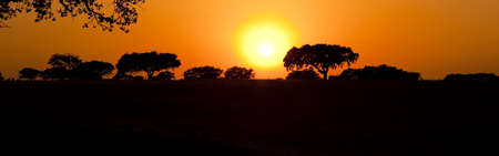 Beautiful landscape image with trees silhouette at sunset - Alentejo, Portugalの写真素材