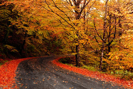 Autumn landscape with a beautiful road with colored treesの写真素材