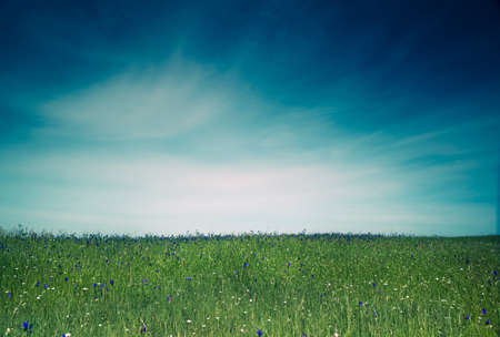 Beautiful green meadow with a great blue skyの写真素材