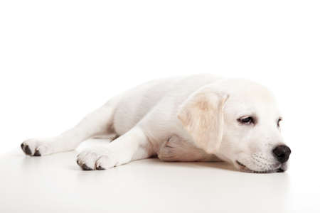 Beautiful labrador retriever puppy isolated on white background with a sleep lookの写真素材