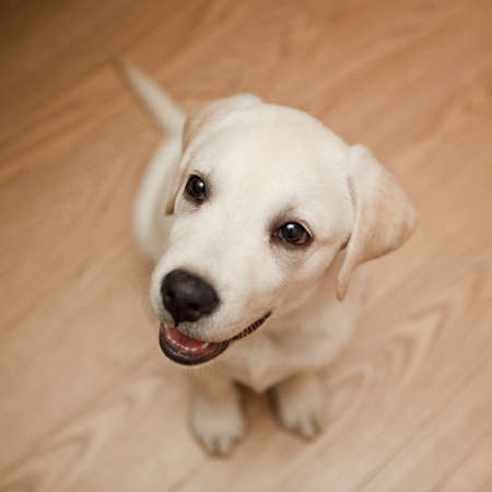Top view of a labrador retriever puppy sitting on the floor