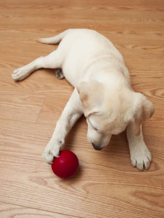 Labrador retriever puppy lying on the floor and playing with a red ballの写真素材