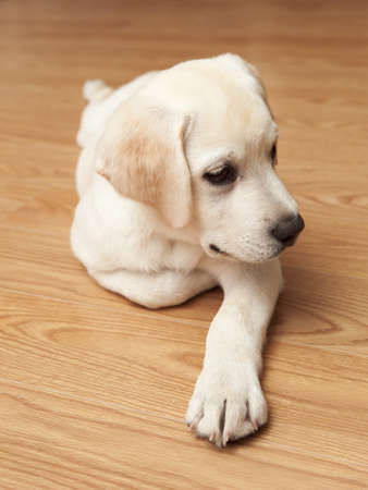 Labrador retriever puppy lying on the floorの写真素材