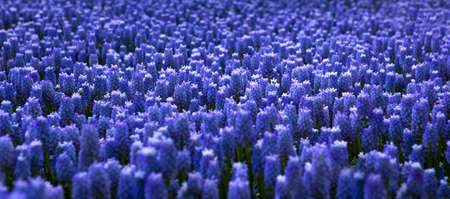 Beautiful flowers field full of Muscari armeniacumの写真素材