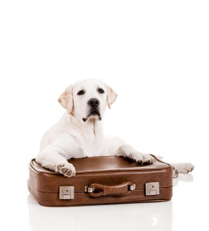 Beautiful dog of breed Labrador retriever lying over a baggageの写真素材