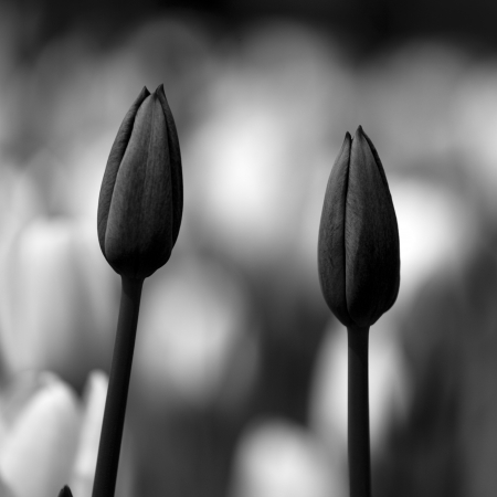 Beautiful black and white picture of tulipsの写真素材