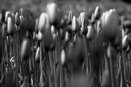 Beautiful black and white picture of tulipsの写真素材