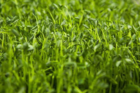 Close-up picture of fresh sweet peas