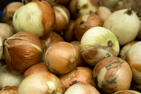 Organic onions from a local marketの写真素材