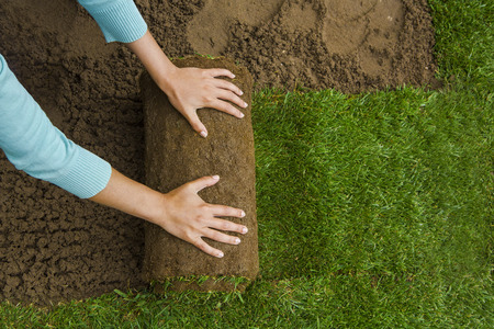 Woman applying turf rolls in the backyardの写真素材