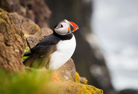 The beautiful Puffin a rare bird specie photographed in Icelandの写真素材