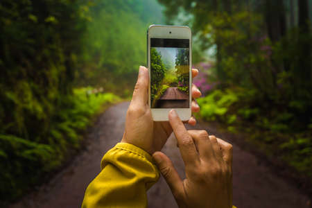 Woman taking a photo to the forest with her phoneの写真素材