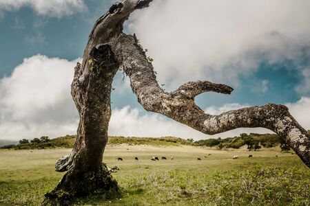 Beautiful landscape view of a trunk of a ancient treeの写真素材