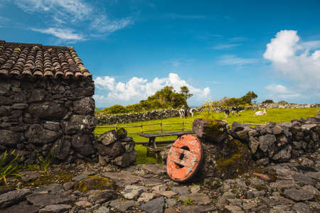 Typical rural house of Azores - Portugal with cows on the backgroundの写真素材