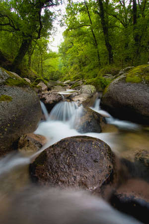 Natural river running through the forestの写真素材