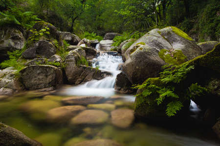 Natural river running through the forestの写真素材