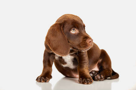Studio portrait of a cute little brown puppy