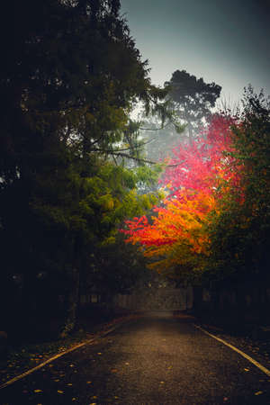 Beautiful road on spain at fall seasonの写真素材