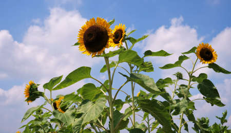 Two sunflowers are blooming against the blue sky. It is a very cheerful sunflower that reminds me of summer.の写真素材