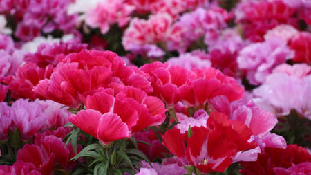 Godetian flowers, closeの写真素材