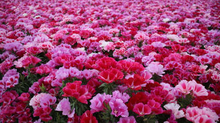 Godetia flowers, pullsの写真素材