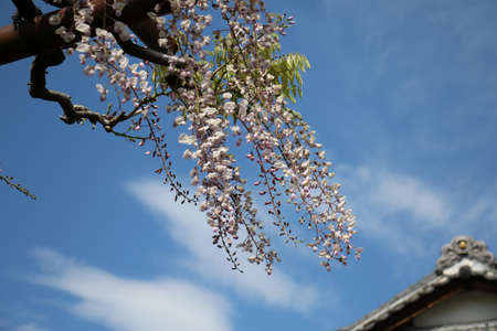 Pale pink wisteria flowers bloom against the background of the blue sky and the roof of a traditional Japanese house.の写真素材