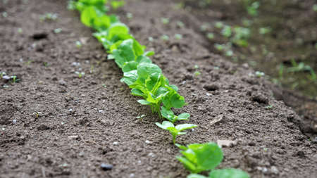 Vegetables that have begun to sproutの写真素材