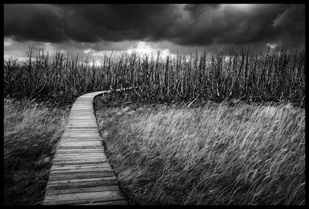 Boardwalk to a dead forestの写真素材