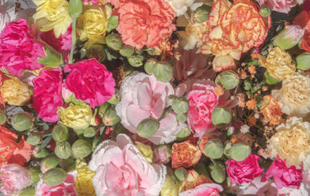 Multi colored carnations in one bouquet. Close-up